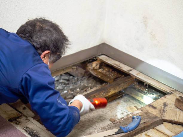 Office Mold Removal Services in Memphis, TX