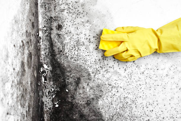 Best Emergency Mold Removal  in Memphis, TX