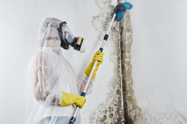 Best Fast Mold Removal  in Memphis, TX