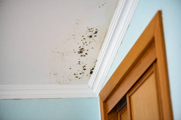 Best Mold Remediation  in Memphis, TX