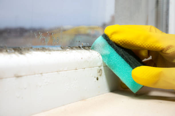 Best Black Mold Removal  in Memphis, TX