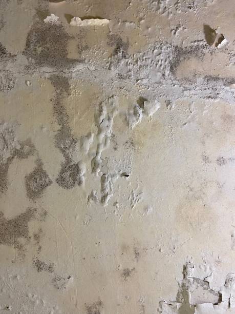 Best Home Mold Removal  in Memphis, TX