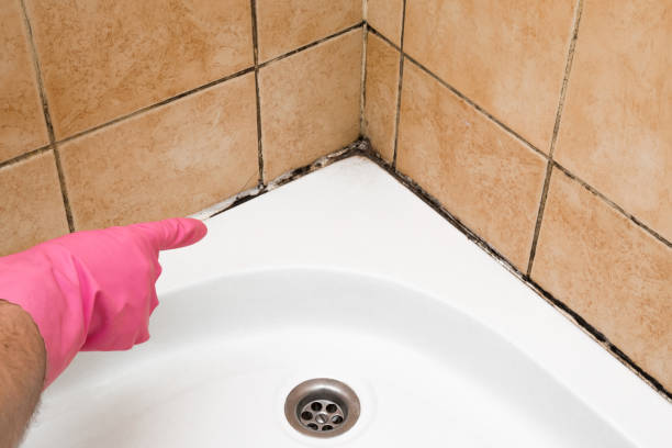 Best Commercial Mold Removal  in Memphis, TX
